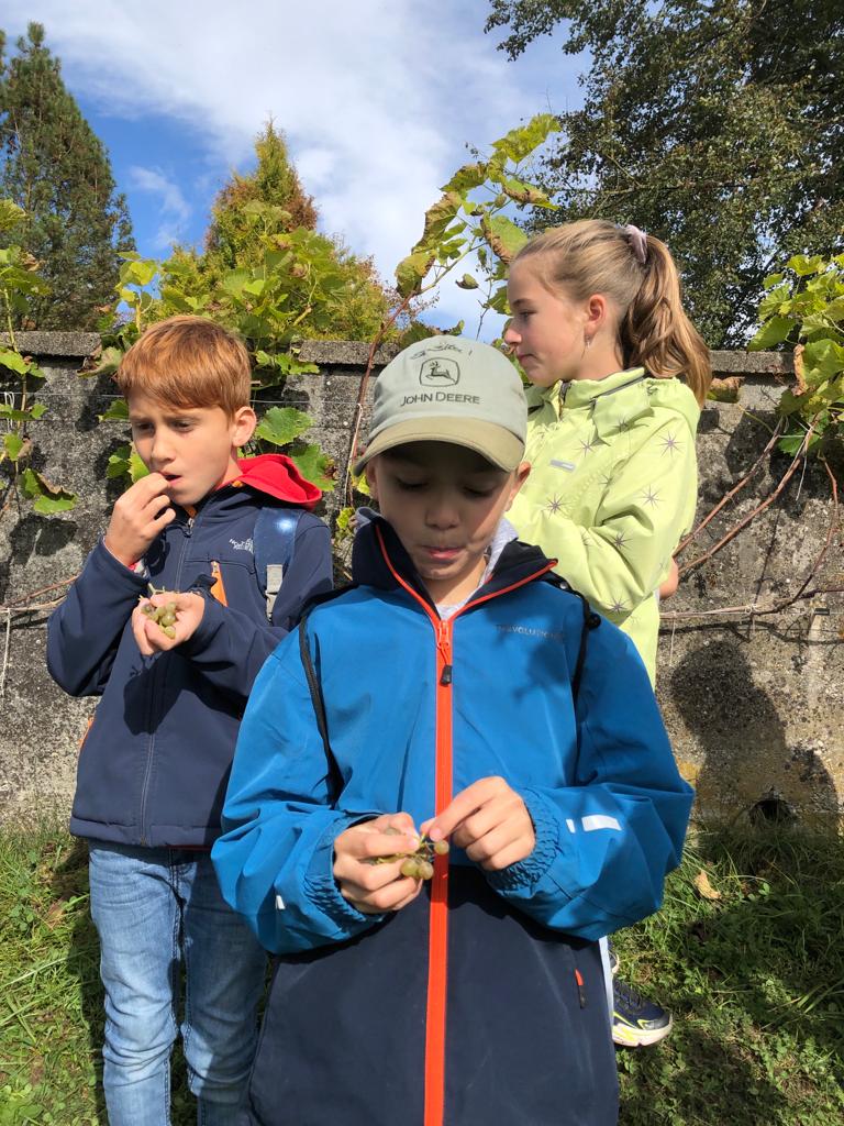 Kinder im Weinberg geniessen die süssen Trauben